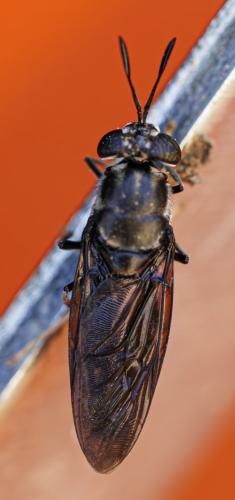 Réf. 351 779 : Hermetia illucens